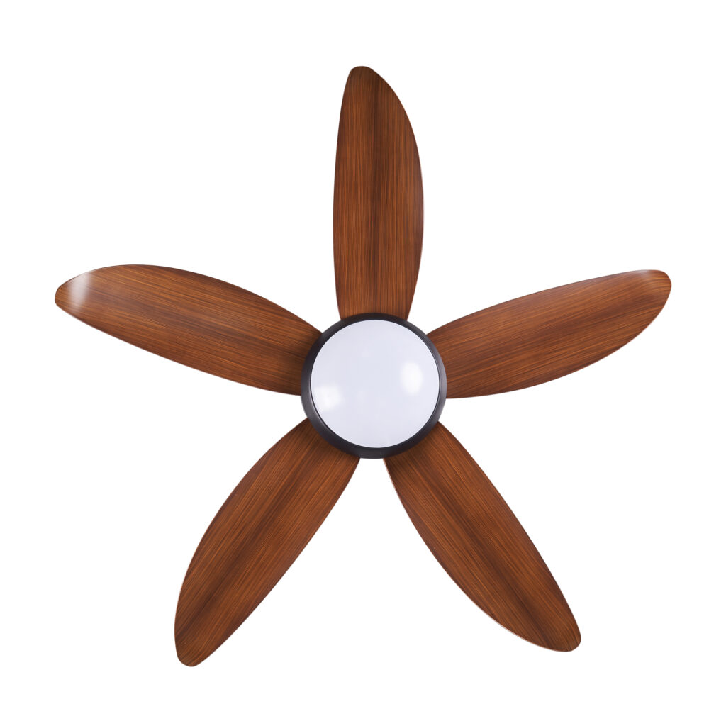 quat-tran-1m-cora-nau-go quat-tran-1m-cora-nau-go