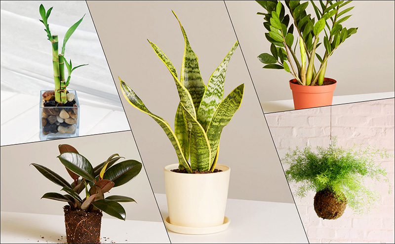 Cách trang trí cây xanh trong nhà mang về tài lộc, may mắn