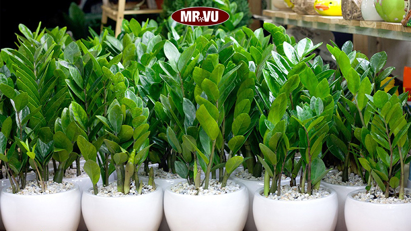 Cây kim tiền - trong phong thủy