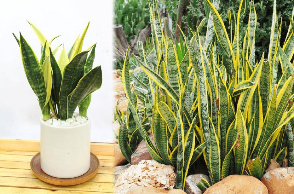Two varieties of snake plants.