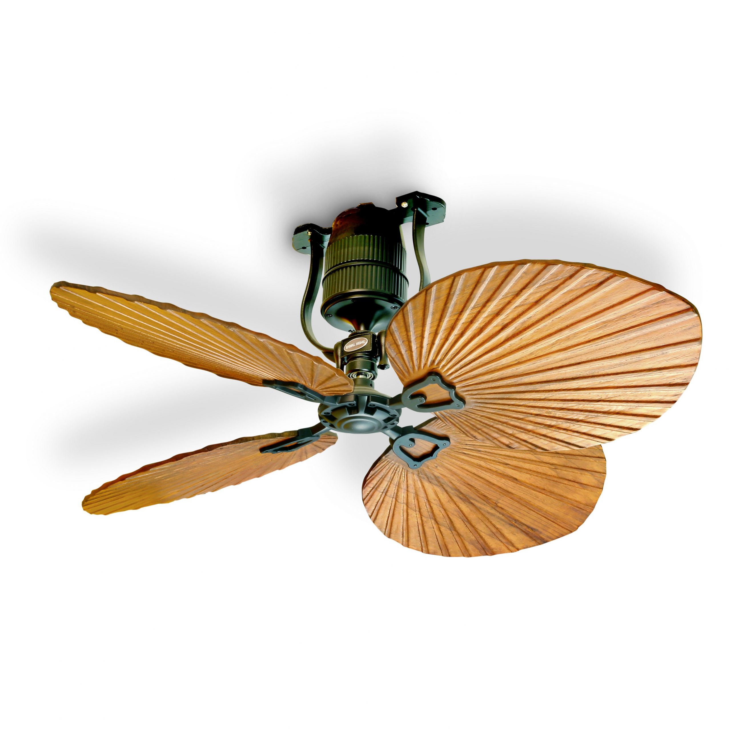 palm 1 scaled palm 1 scaled