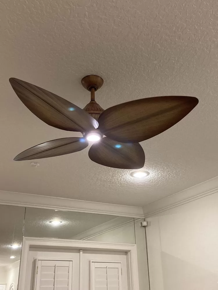 quat-canh-la-tropical