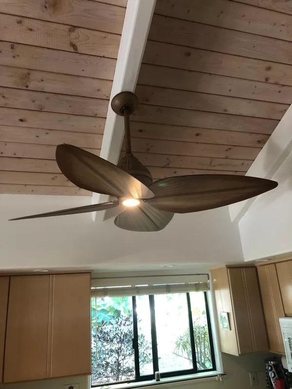 quat-tran-canh-la-co-den-tropical