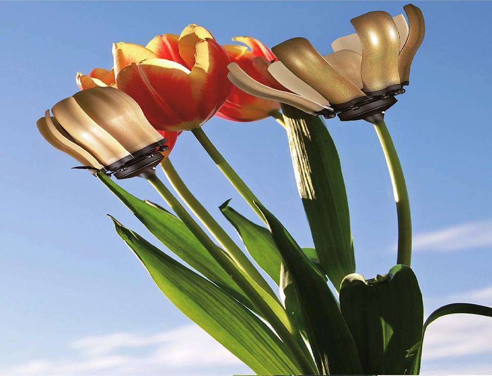 quat-tran-fiore-hoa-tulip-nau quat-tran-fiore-hoa-tulip-nau