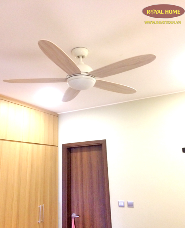 quat tran daisy den quat tran daisy den