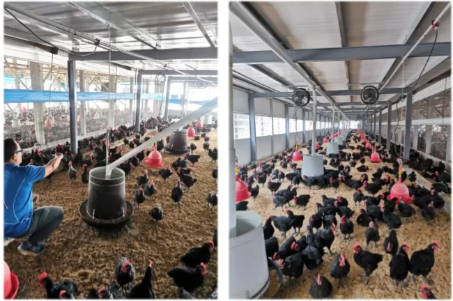 quat-cong-nghiep-lap-trang-trai-ga