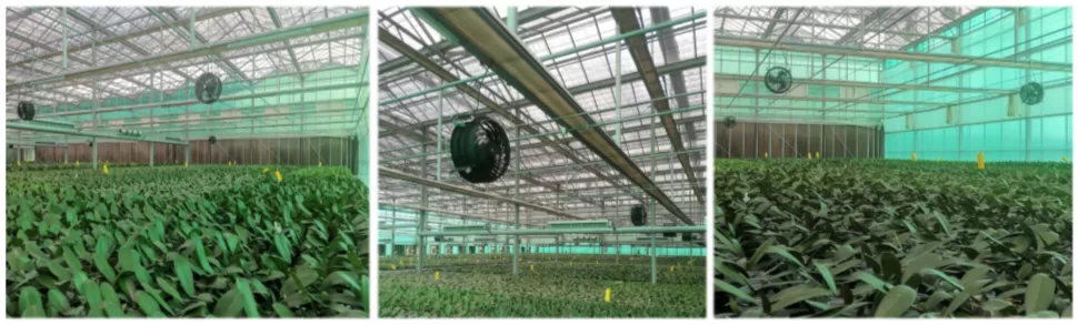 quat-lam-mat-nha-kinh-hoa-lan