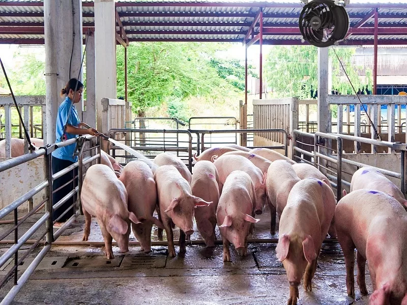 Chọn quạt công nghiệp làm mát thông gió phù hợp mô hình trang trại