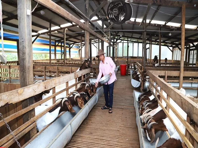 Khả năng làm mát, chống nóng của quạt công nghiệp trong trang trại