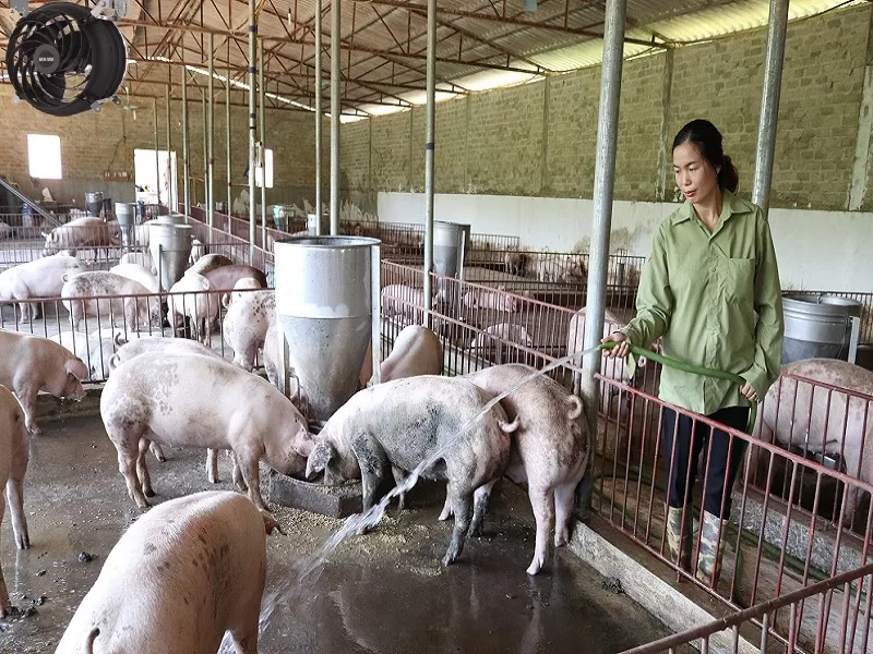 Lắp đặt quạt công nghiệp trang trại cần lưu ý một số điều cơ bản
