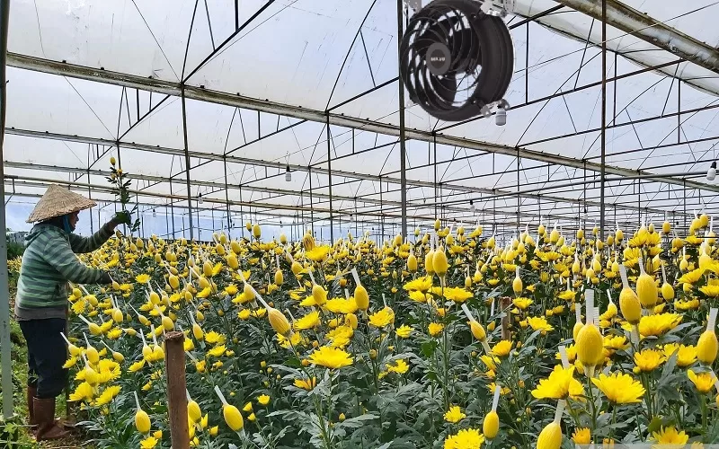 MR.VU là đơn vị cung cấp quạt công nghiệp làm mát cho nhà kính uy tín