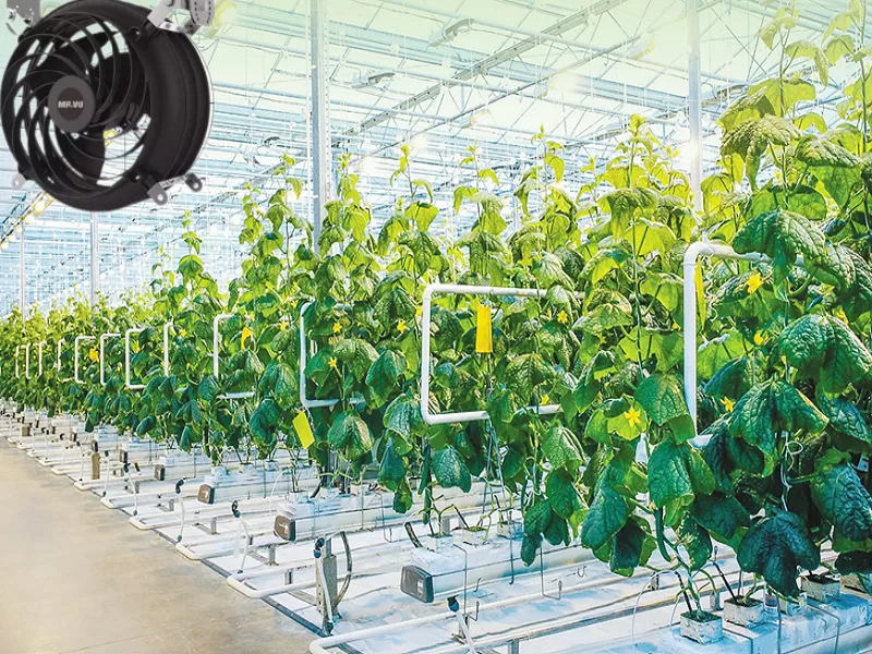 Một số kinh nghiệm chọn quạt công nghiệp làm mát nhà kính hiệu quả