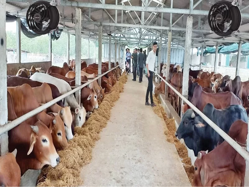 Nguyên lý hoạt động của quạt công nghiệp làm mát chuồng trại