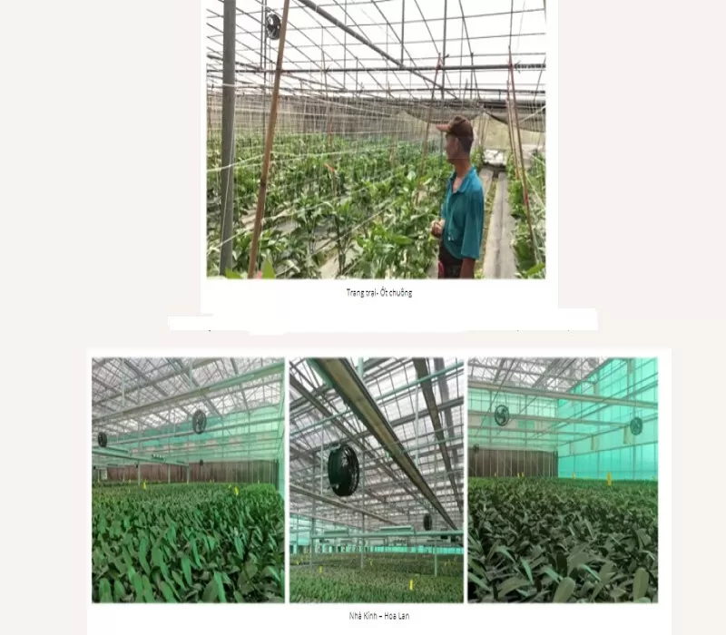 Quạt công nghiệp KOSMO được ứng dụng rộng rãi trong nhà kính