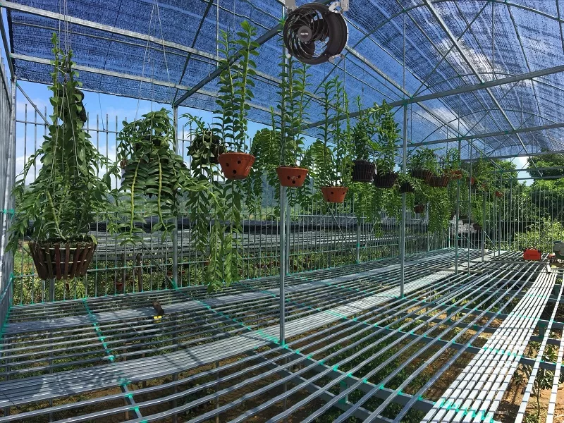 Quạt công nghiệp cho nhà kính trồng lan cần đảm bảo tiêu chí cơ bản