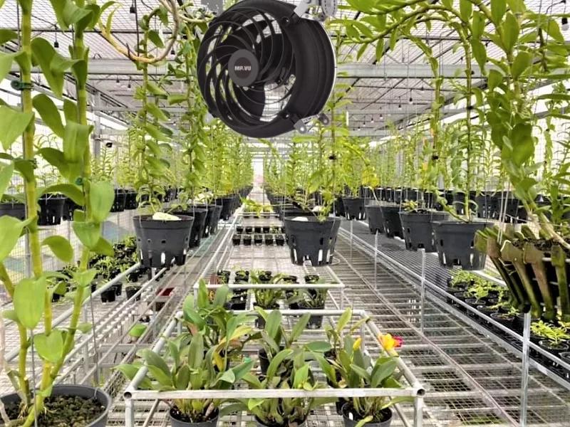 Quạt công nghiệp cho nhà kính trồng lan duy trì độ ẩm cân đối