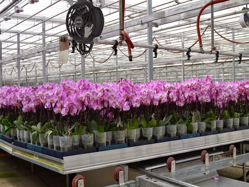 Quạt công nghiệp cho nhà kính trồng lan tiết kiệm chi phí vận hành