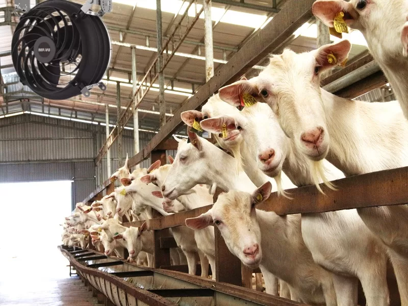 Quạt công nghiệp góp phần đẩy mạnh năng suất chăn nuôi