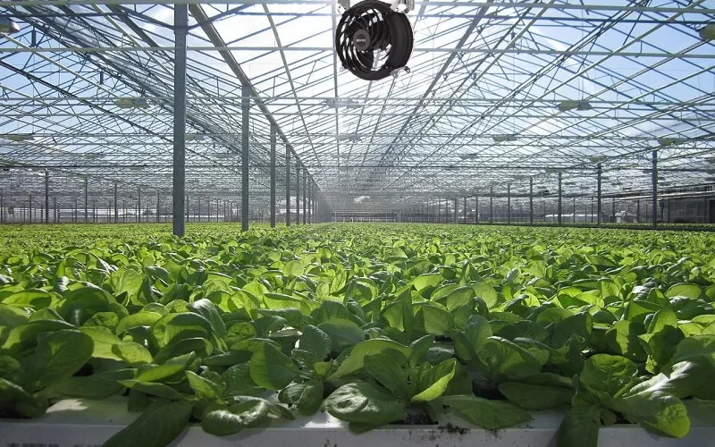 Quạt công nghiệp làm mát cho nhà kính KOSMO được ưa chuộng
