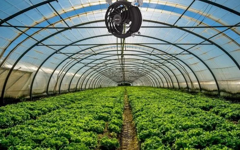 Quạt công nghiệp làm mát cho nhà kính, lưu thông khí tốt