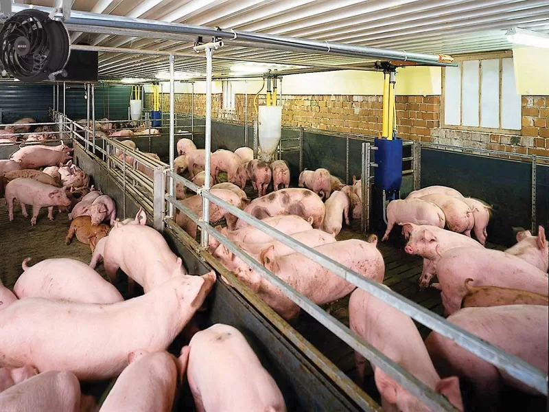 Quạt công nghiệp làm mát thông gió KOSMO được dùng nhiều cho trang trại