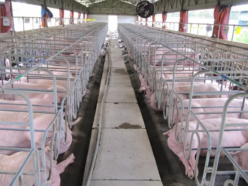 Quạt công nghiệp làm mát thông gió rất cần thiết cho trang trại nuôi heo