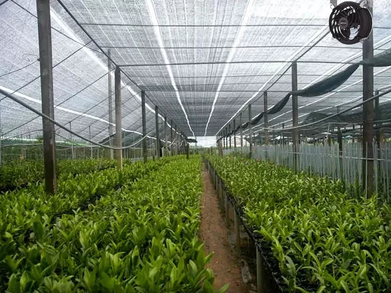 Quạt công nghiệp lưu thông khí tốt cho nhà kính trồng lan