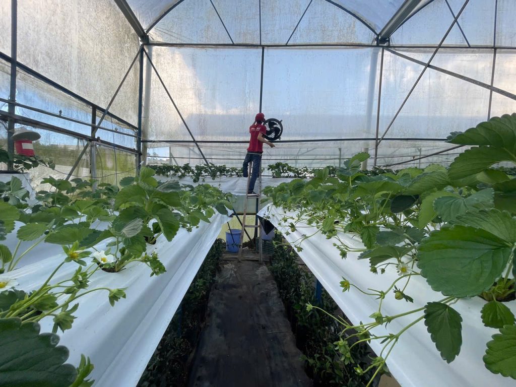 Quạt Công Nghiệp Làm Mát Tốc độ Cao Cho Nhà Màng Quạt Công Nghiệp Làm Mát Tốc độ Cao Cho Nhà Màng