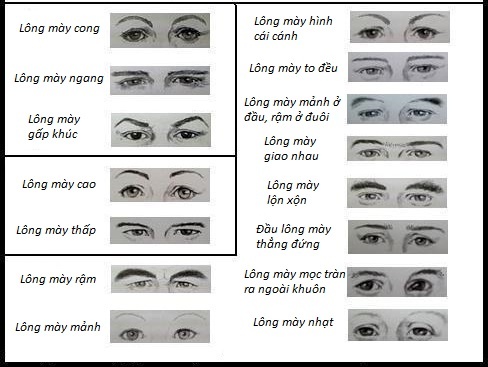 Tính cách con người qua hình dáng lông mày