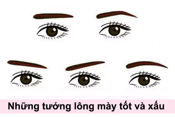 Những tướng lông mày tốt và xấu