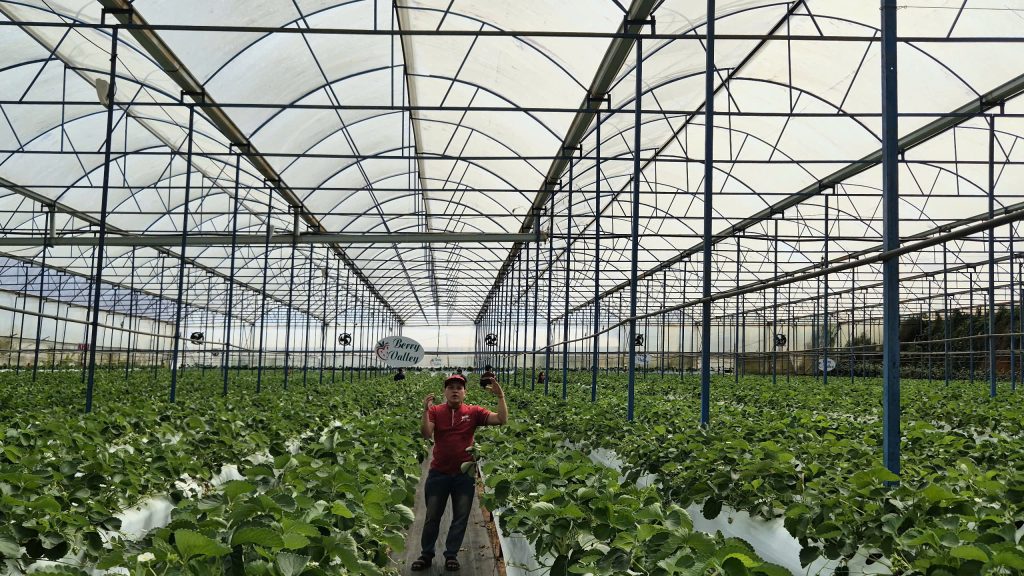 y-nghia-cua-viec-su-dung-quat-thong-gio-cho-nha-kinh-de-trong-cay