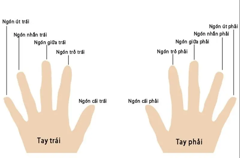 Ý Nghĩa Đeo Nhẫn Các Ngón Tay - Khám Phá Từng Biểu Tượng và Câu Chuyện Ẩn Sau